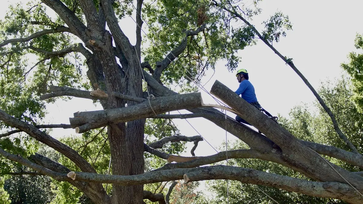 Professional Crown Thinning performed by certified arborists in Mcdonald
