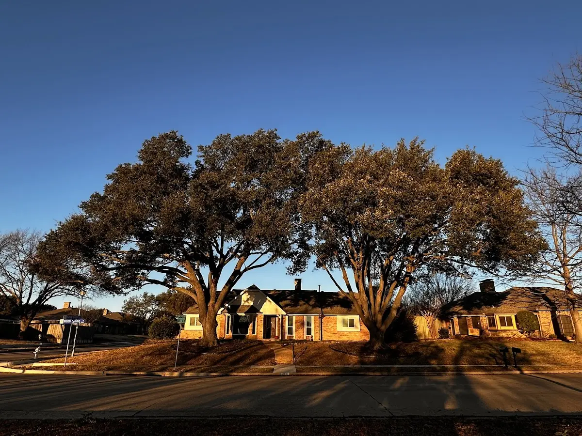 Established residential canopy tree shading a home in Mcdonald